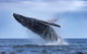 Adventure Whale Watching Tour Mooloolaba - thumb 2