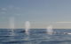 Adventure Whale Watching Tour Mooloolaba - thumb 3