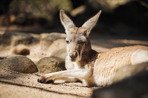 Sydney Taronga Zoo's Australian Animals Tour - Hotel NSW 2