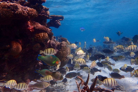 Lagoon Explorer - Ningaloo Reef Full-Day Kayaking And Snorkeling Adventure - Hotel NSW 2