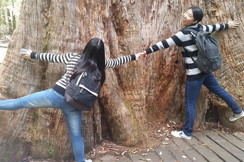 Mt Field National Park Active Day-Trip Including Bonorong And Mt Wellington - Hotel NSW 0