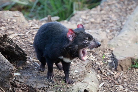 Mt Field National Park Active Day-Trip Including Bonorong And Mt Wellington - Hotel NSW 5