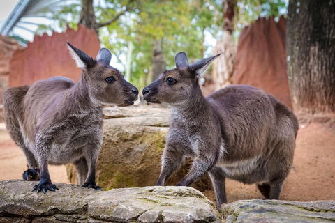 Australia Multi-City Attractions Pass - Hotel NSW 4