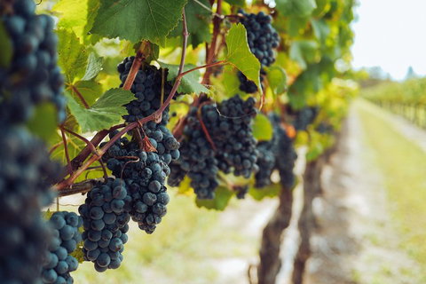 Yarra Valley 2-6 Guests With Lunch And Gin Tasting At Four Pillars - Hotel NSW 1