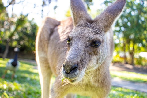 Virtual Interactive Australian Wildlife Tour With Private Guide-Wildlife Habitat - Hotel NSW 2