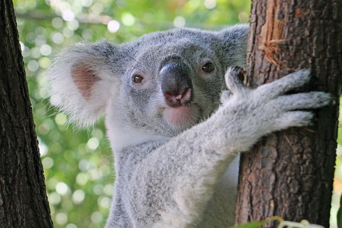 Virtual Interactive Australian Wildlife Tour With Private Guide-Wildlife Habitat - Hotel NSW 3