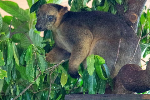 Virtual Interactive Australian Wildlife Tour With Private Guide-Wildlife Habitat - Hotel NSW 4
