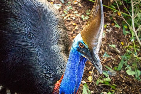 Virtual Interactive Australian Wildlife Tour With Private Guide-Wildlife Habitat - Hotel NSW 5