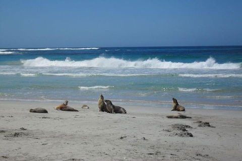 Kangaroo Island In A Day Tour From Adelaide - Hotel NSW 1