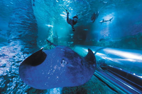 Snorkel With Sharks At AQWA - Hotel NSW 0