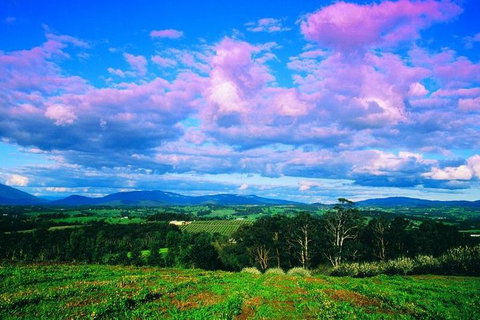 Yarra Valley Wine And Cider Tours By Classic Convertibles From Melbourne - Hotel NSW 3