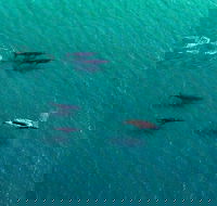 40-45 Minute Port Stephens and Stockton Beach Helicopter Flight - For 2 - Hotel NSW