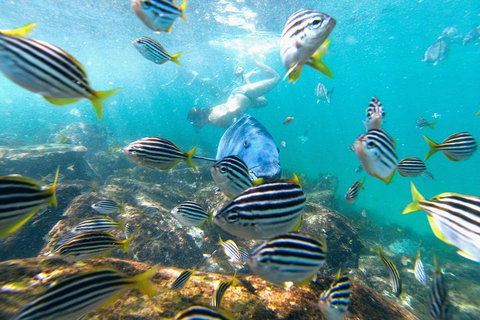 Manly Snorkel Trip And Nature Walk With Local Guide - Hotel NSW 2