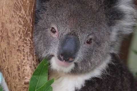 All Inclusive Blue Mountains Small-Group Day Trip From Sydney - Hotel NSW 1