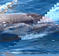 Jervis Bay Dolphin Watch Cruise - Hotel NSW