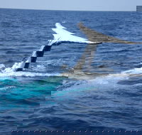 Whale Watching Jervis Bay - Hotel NSW