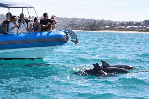 Seal Island Boat Tour From Victor Harbor - Hotel NSW 5