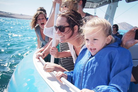 Southern Ocean Adventure From Victor Harbor - Hotel NSW 4