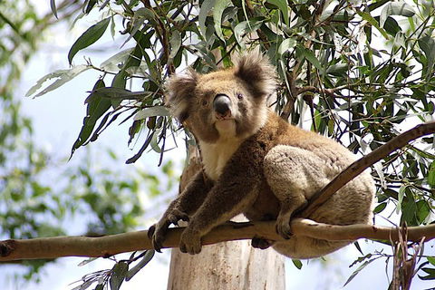 Melbourne Super Saver: Great Ocean Road + Wilsons Promontory + Attraction Pass - Hotel NSW 3