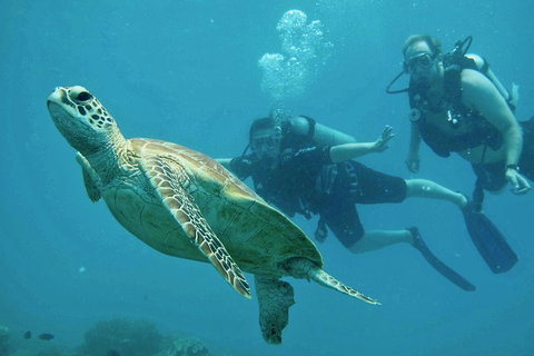 Ocean Freedom Great Barrier Reef Personal Luxury Snorkel & Dive Cruise, Cairns - Hotel NSW 4