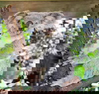 Cairns ZOOM and Wildlife Dome - Hotel NSW