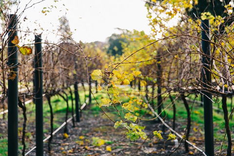 Australian Wine Discovery Tour Ticket - Hotel NSW 4