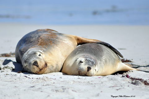 NEW TOUR - Kangaroo Island Road To Recovery Tour (1 Day/1 Night) - Hotel NSW 1