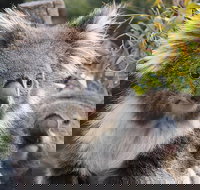 Kuranda Koala Gardens and Birdworld Admission Tickets - Hotel NSW