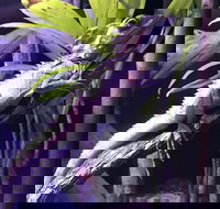 Cairns Aquarium Admission Ticket - Hotel NSW