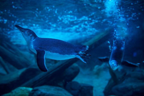 SEA LIFE Sunshine Coast Aquarium Entrance Ticket - Hotel NSW 1