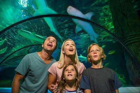 SEA LIFE Sunshine Coast Aquarium Entrance Ticket - Hotel NSW 3