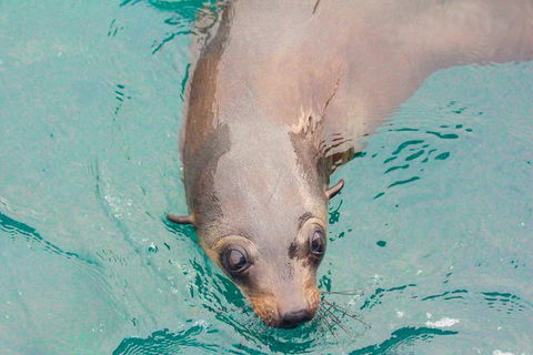 Wilsons Promontory Full Day Cruise - Hotel NSW 0