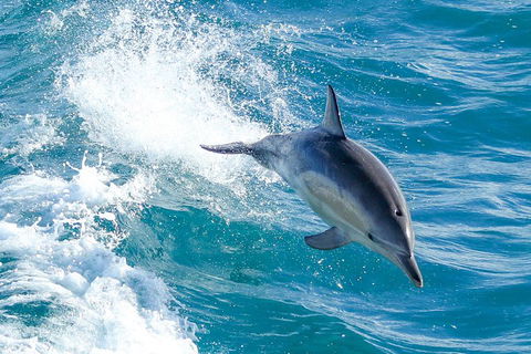 Wilsons Promontory Full Day Cruise - Hotel NSW 1