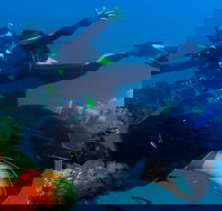 Scuba Dive the S.S. Yongala Wreck on the Great Barrier Reef. - Hotel NSW