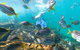 Manly Snorkel Trip And Nature Walk With Local Guide - thumb 2